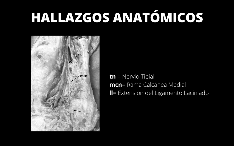 Hallazgos anatomicos.png